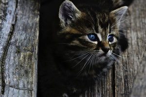 acrylic-print-cats-child