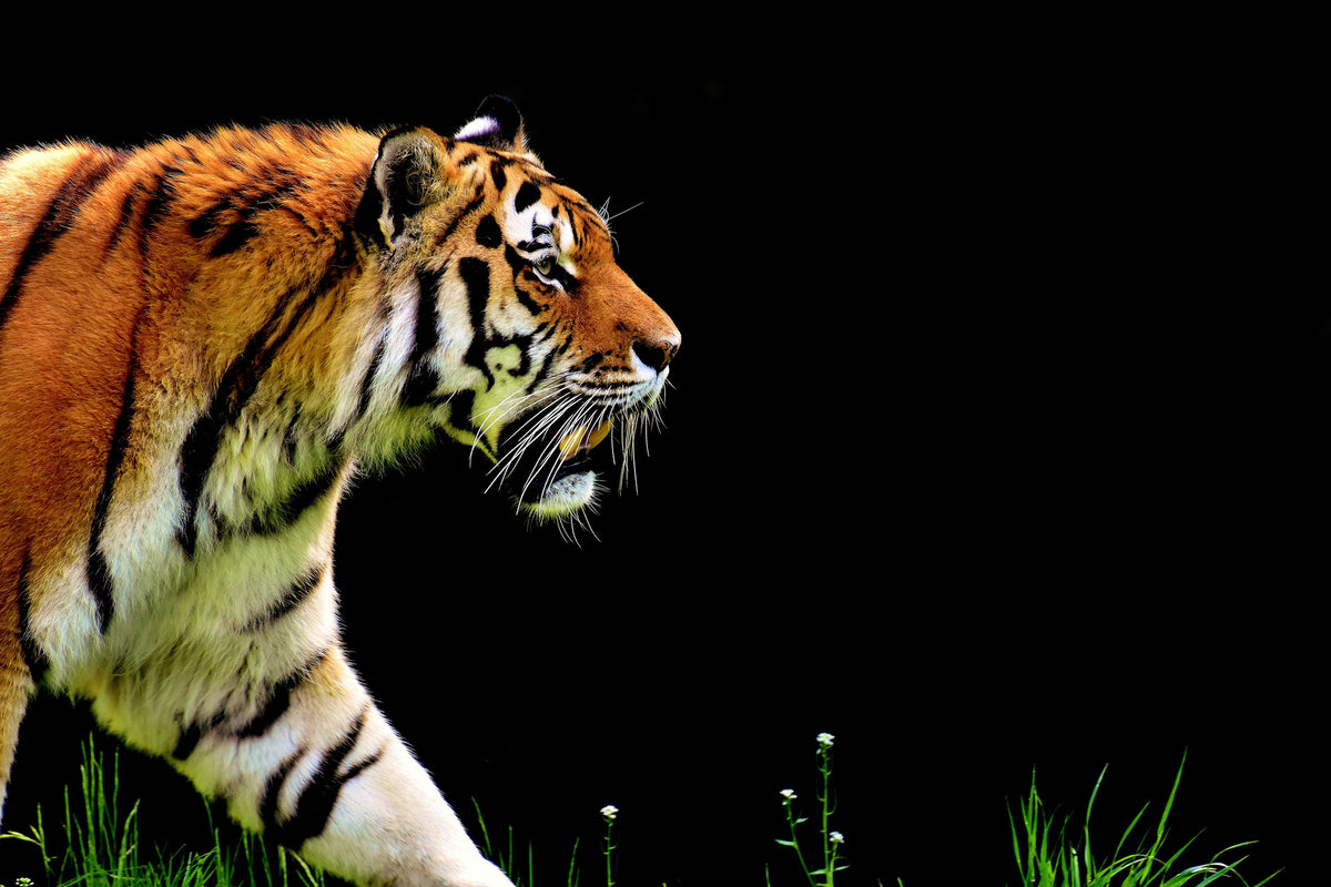 3-piece-acrylic-print-imposing-tiger