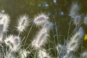 aluminium-print-ornamental-grasses-in-xl