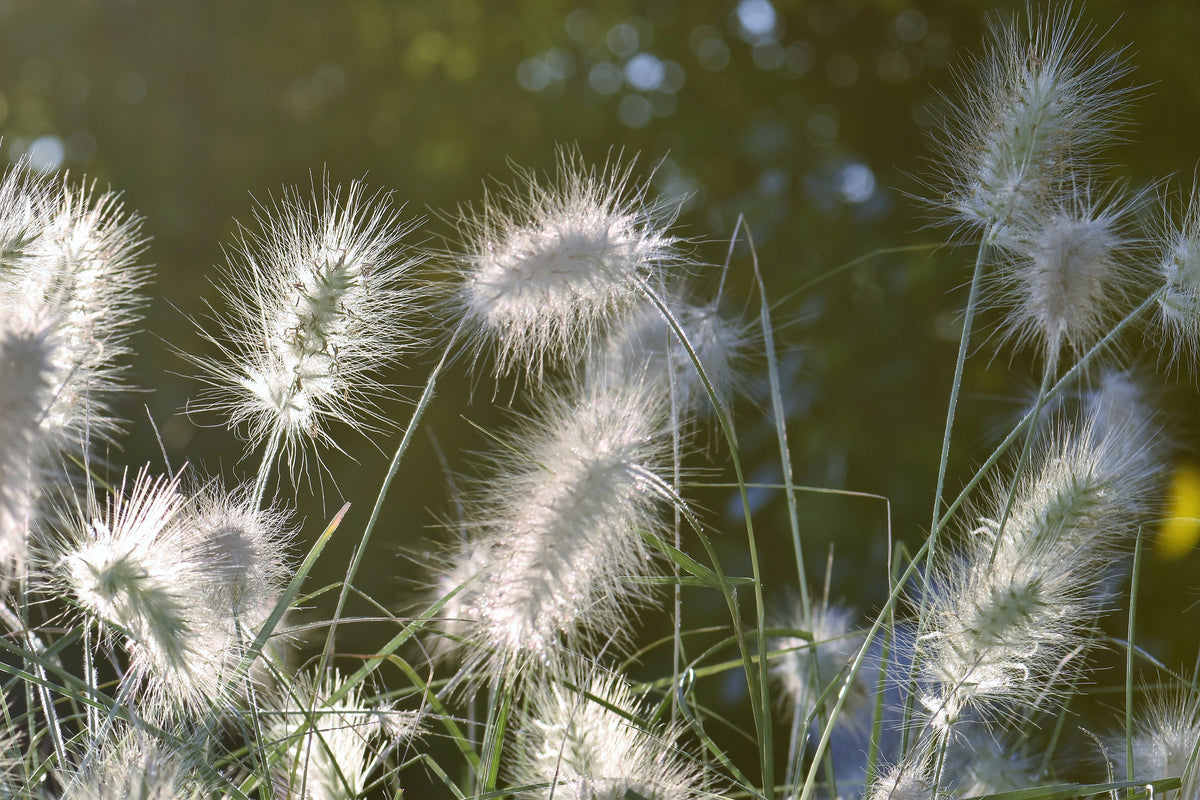 aluminium-print-ornamental-grasses-in-xl