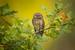 canvas-print-eurasian-scops-owl-x