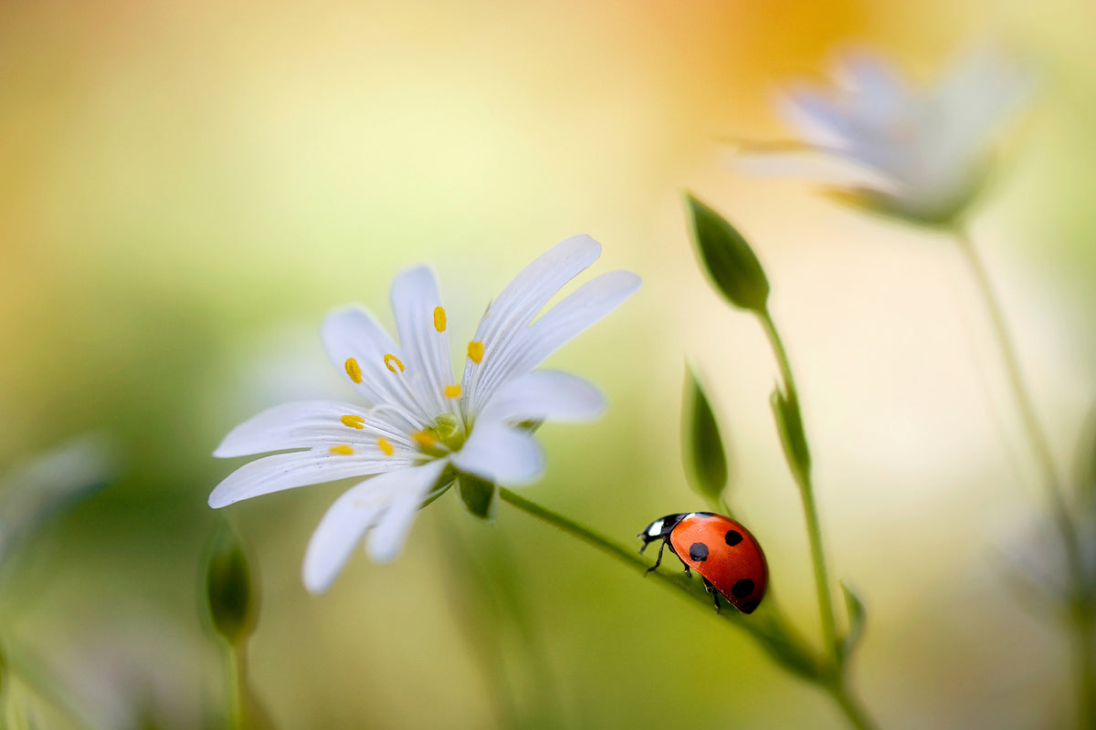 aluminium-print-summer-beauties-x