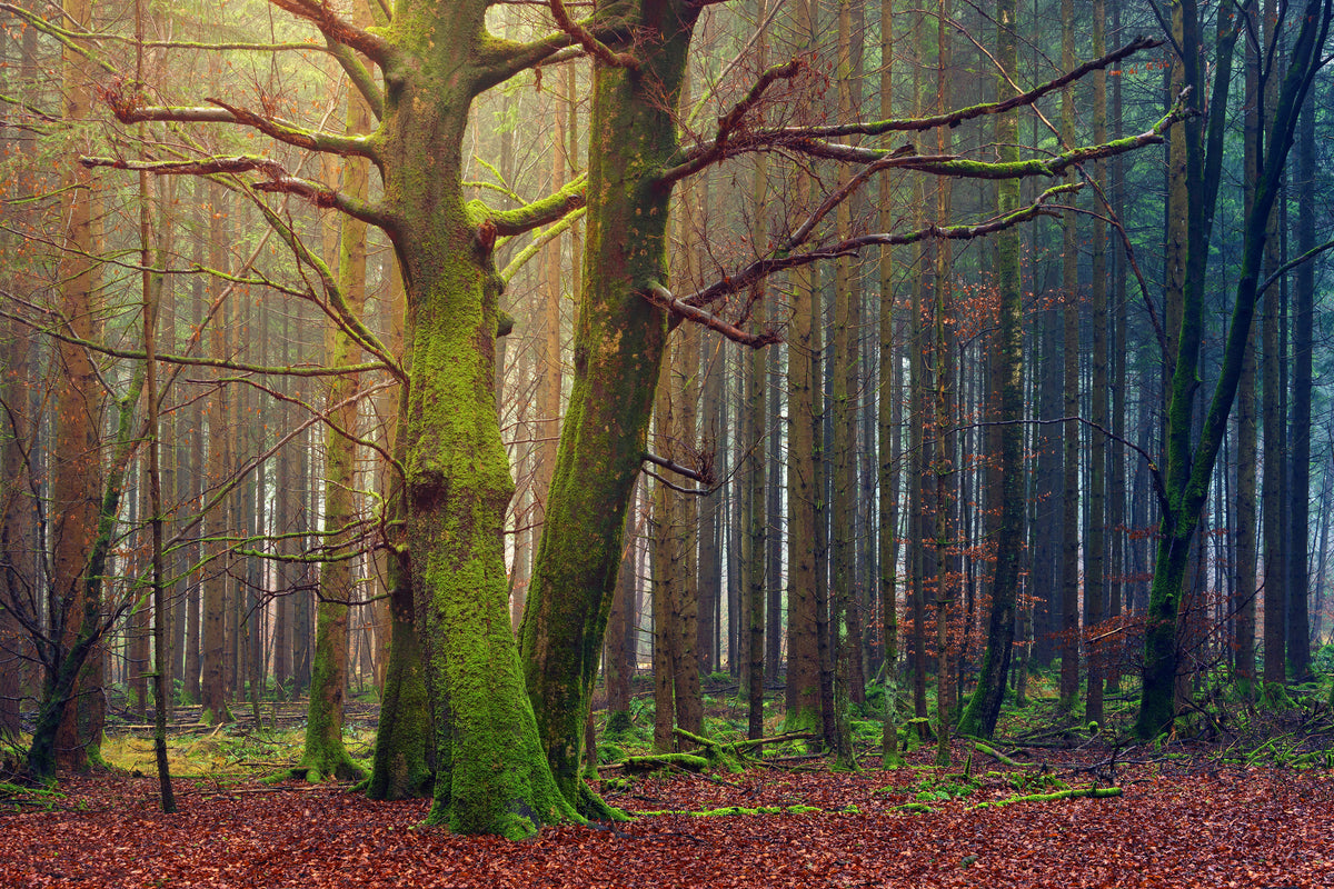 canvas-print-alone-in-the-woods