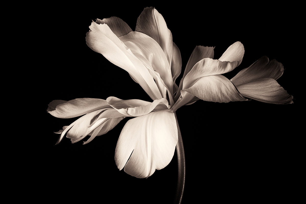 canvas-print-simplicity