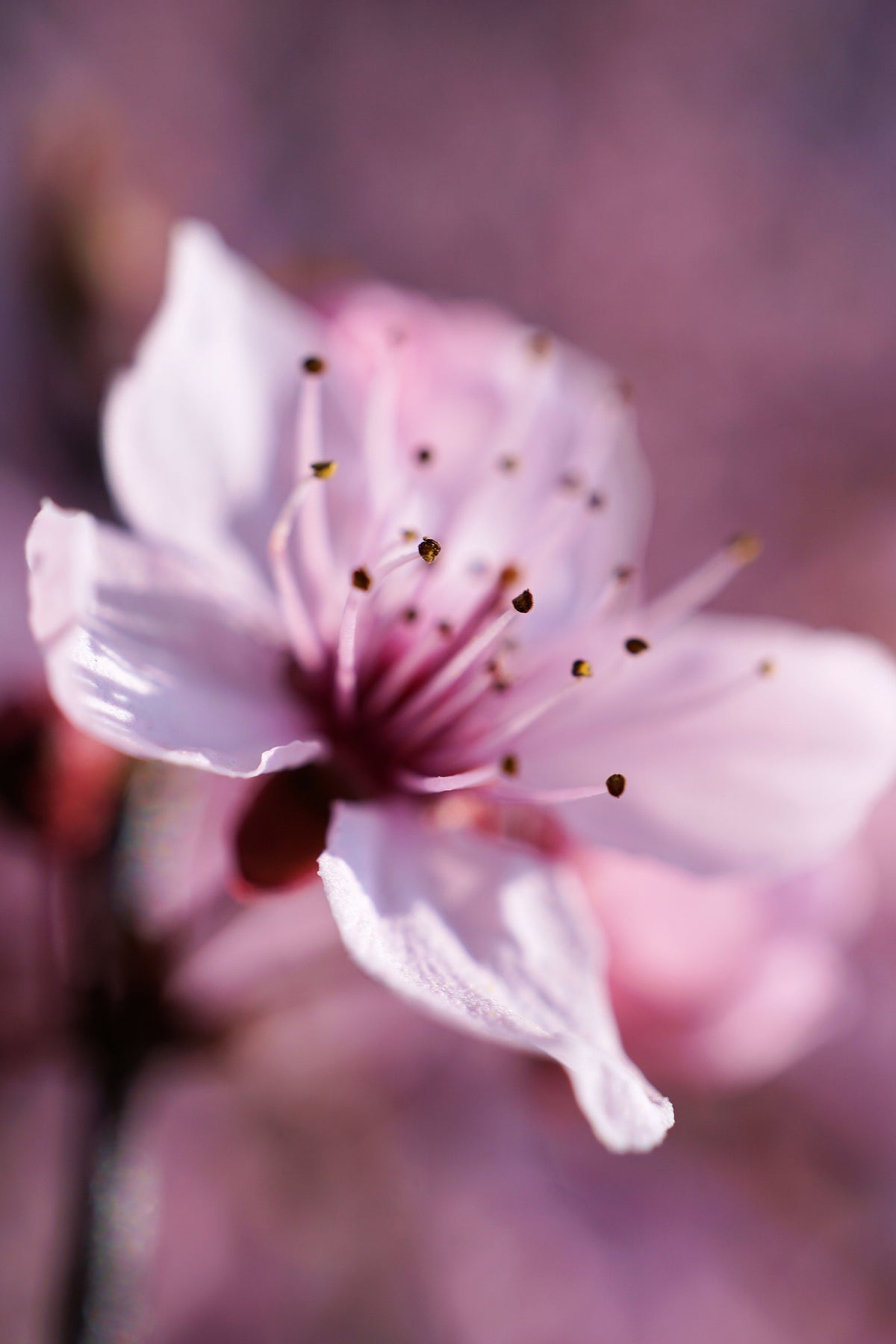 canvas-print-adorable-cherry-blossom