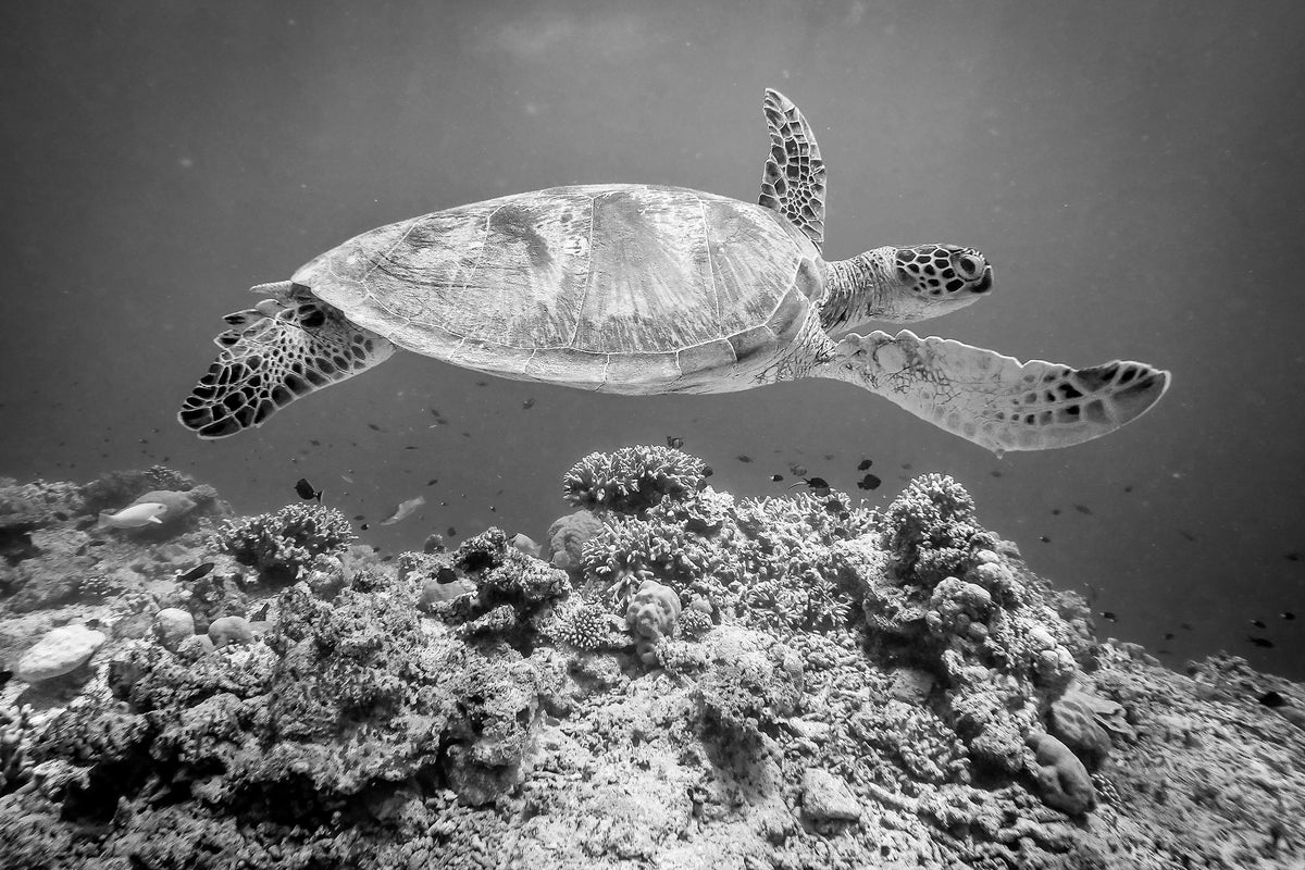 canvas-print-sea-turtle-at-sipadan-x
