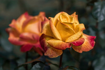 poster-print-the-rose-in-the-garden