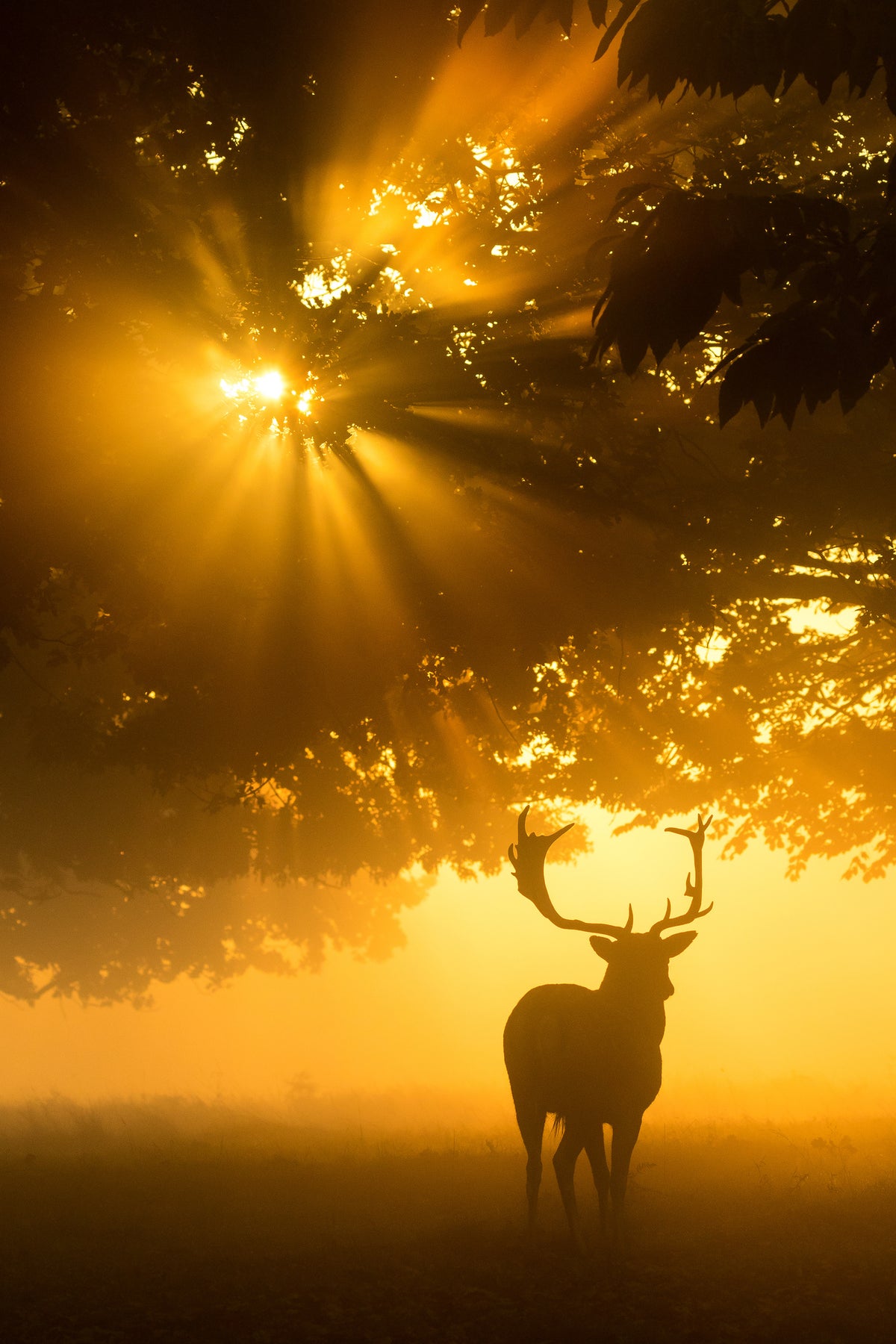 aluminium-print-mist-on-tree-cant-stop-sunshine-x