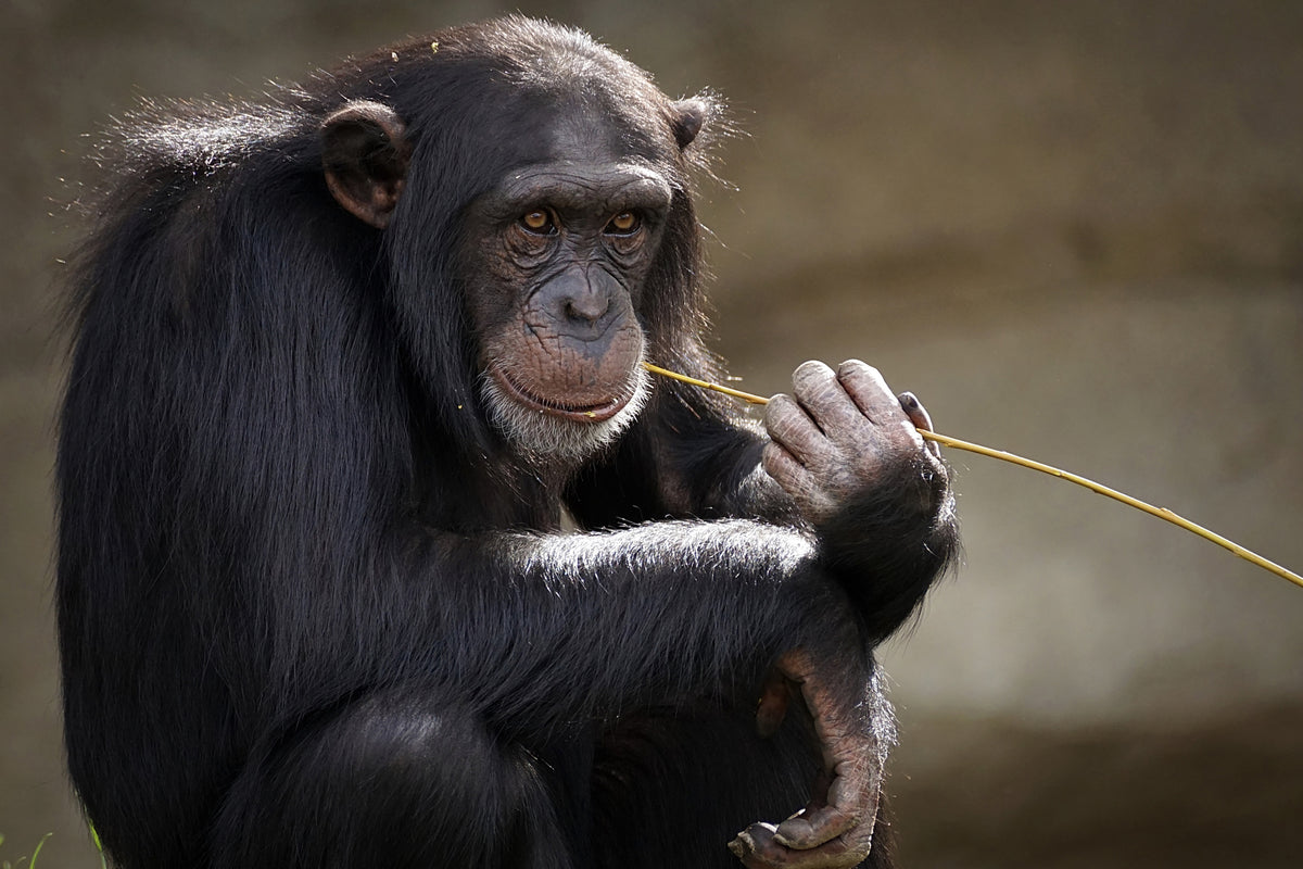 framedposter-print-sweet-chimpanzee