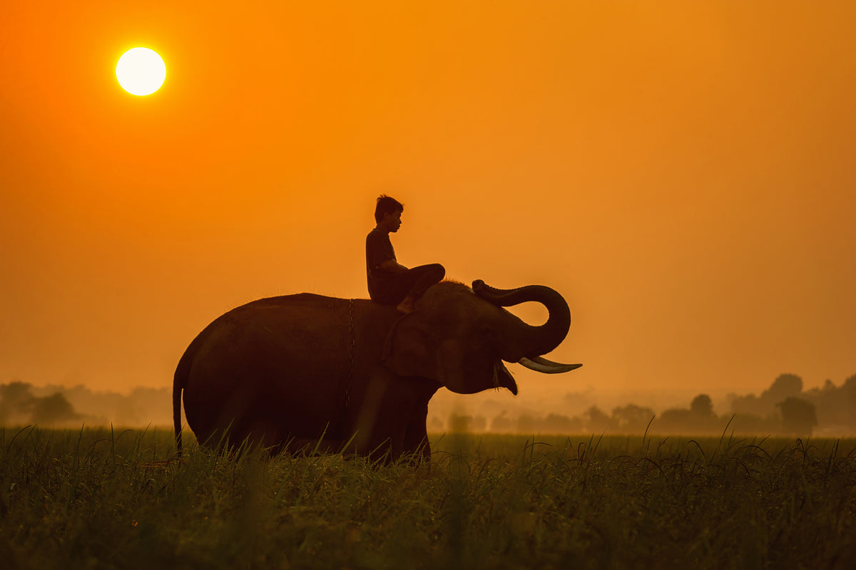 3-piece-acrylic-print-the-holy-elephant