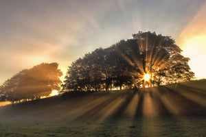 canvas-print-the-small-deer-x