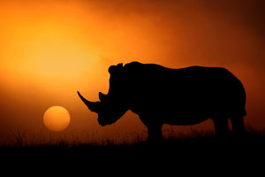 poster-print-rhino-sunrise
