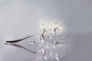poster-print-silver-x