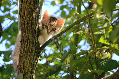 poster-print-cute-cat-child