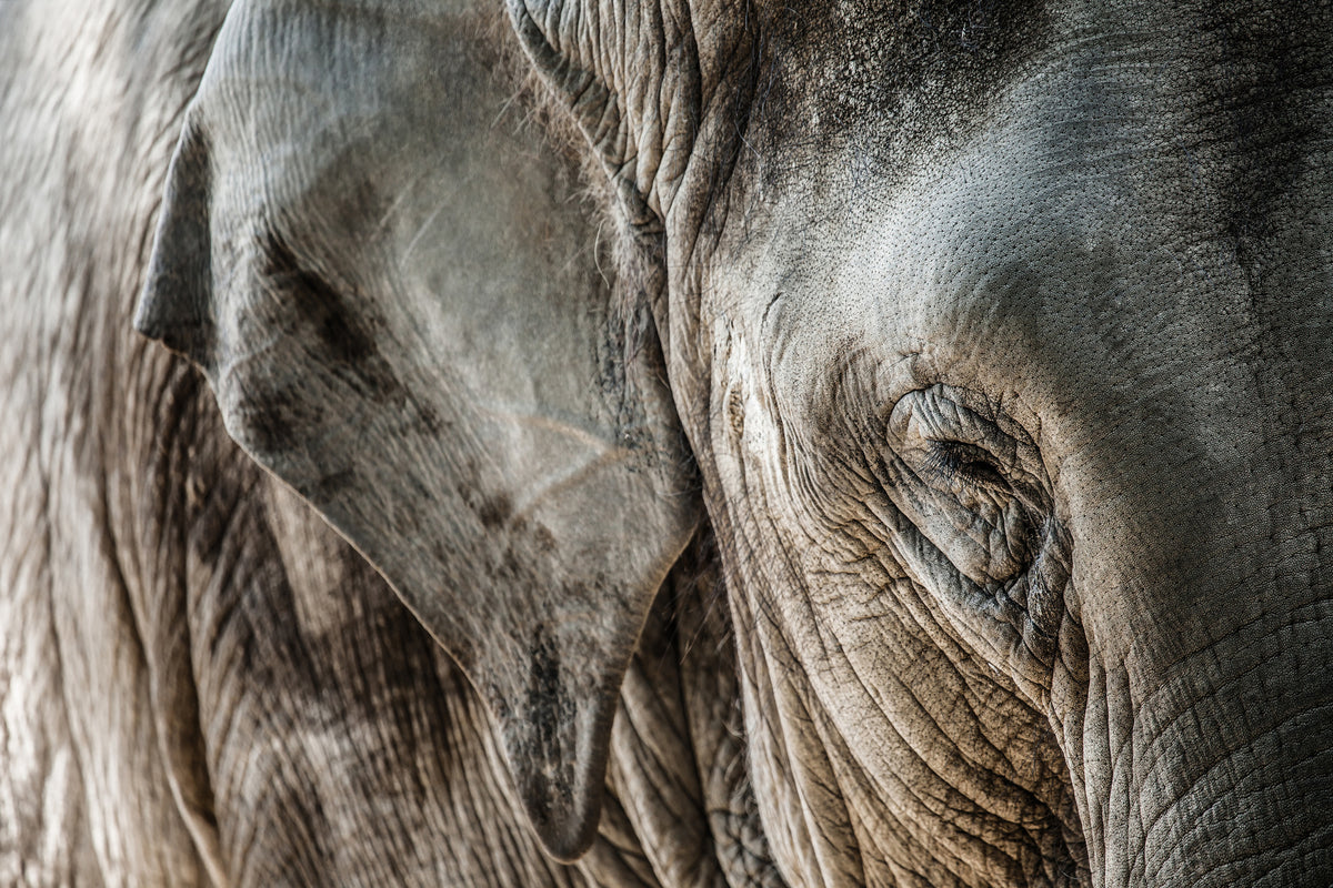 framedcanvas-print-close-up-elephant