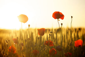 framedposter-print-poppy-in-the-sunset