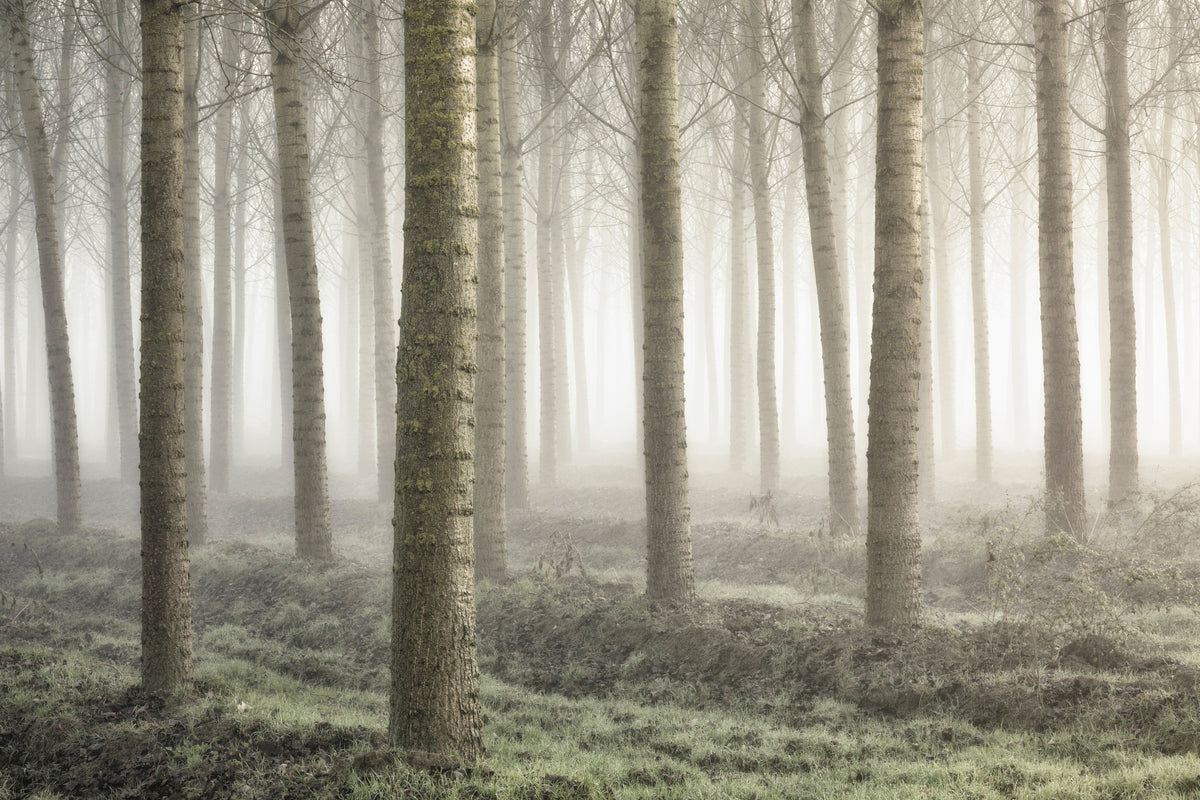 modern-3-piece-acrylic-print-small-woodland