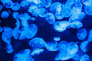framedposter-print-many-jellyfish-in-the-blue-water