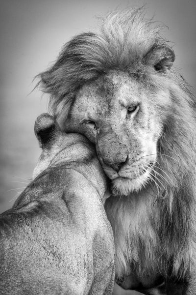 poster-print-african-love-x