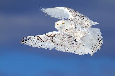 poster-print-flight-of-the-snowy-snowy-owl