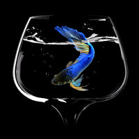 acrylic-print-betta-fish-dance