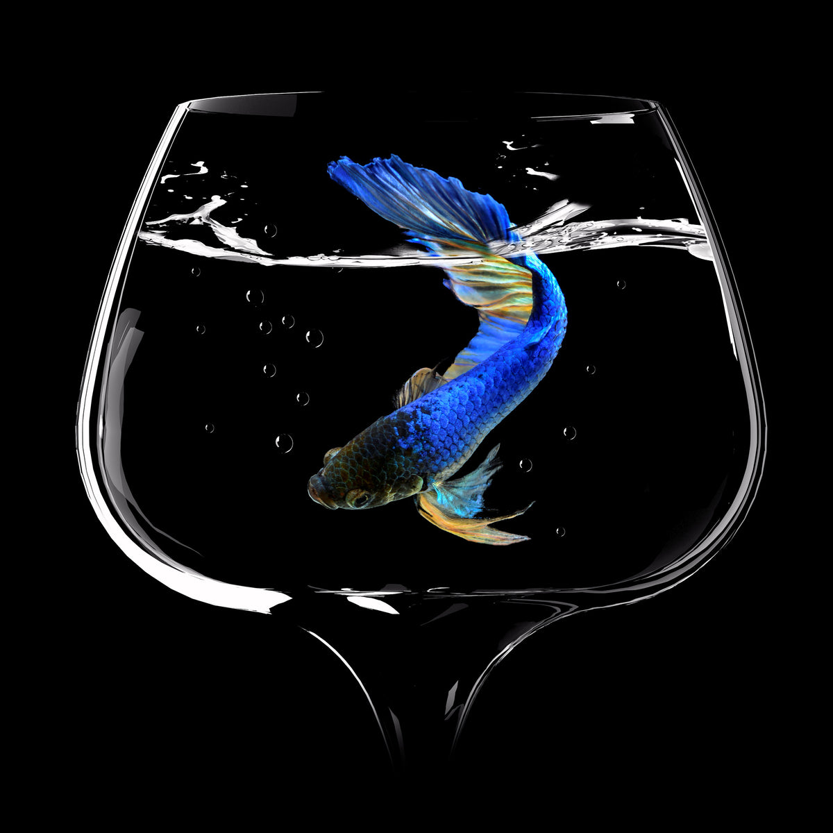 acrylic-print-betta-fish-dance