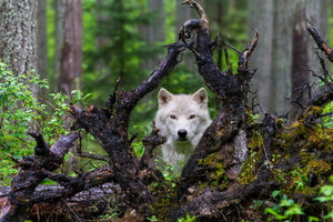 framedcanvas-print-wolf-x
