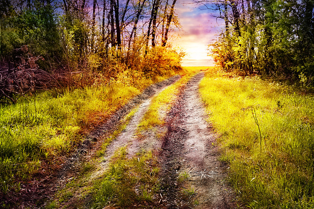 3-piece-acrylic-print-the-forest-path