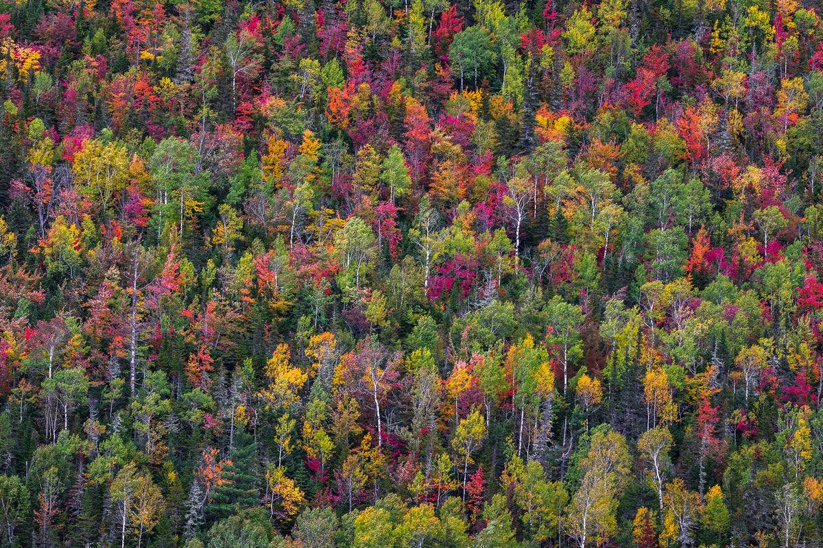 framedcanvas-print-color-palette-x