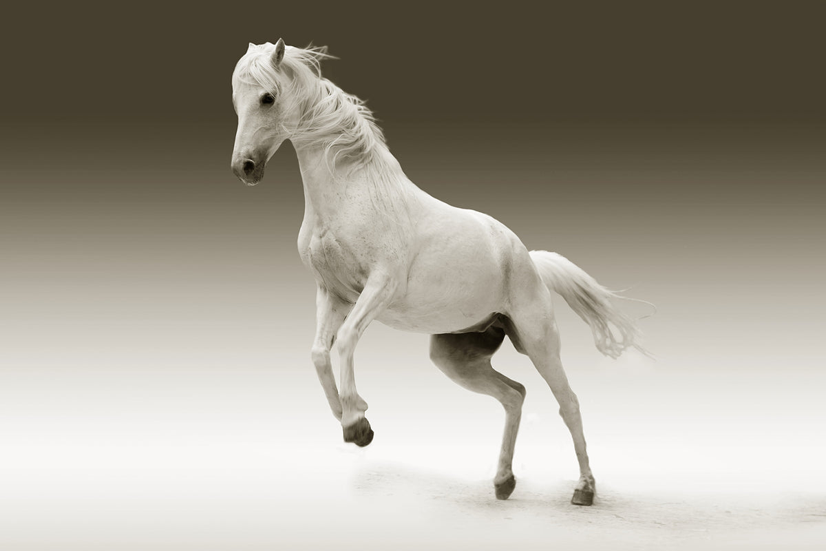 aluminium-print-the-proud-mare