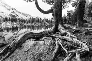 aluminium-print-old-tree