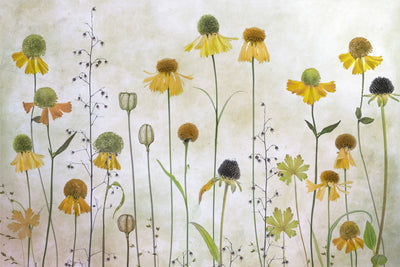 poster-print-helenium