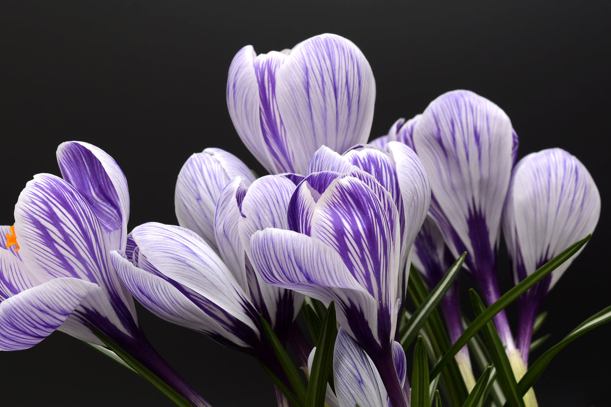 modern-3-piece-acrylic-print-the-crocus