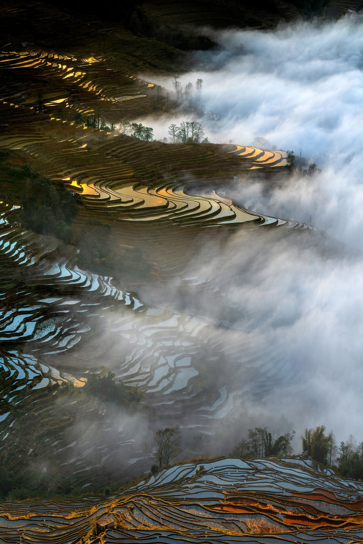 acrylic-print-colorful-rice-terraces