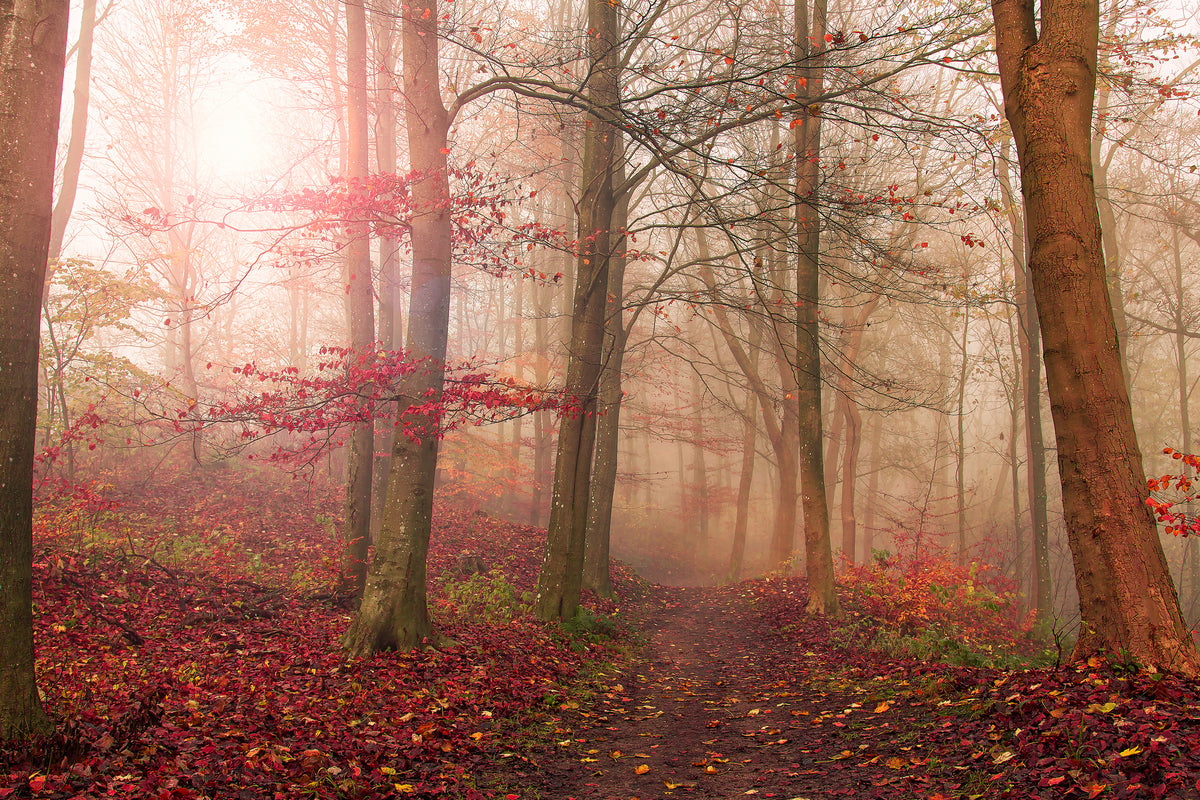 poster-print-forest-scene-x