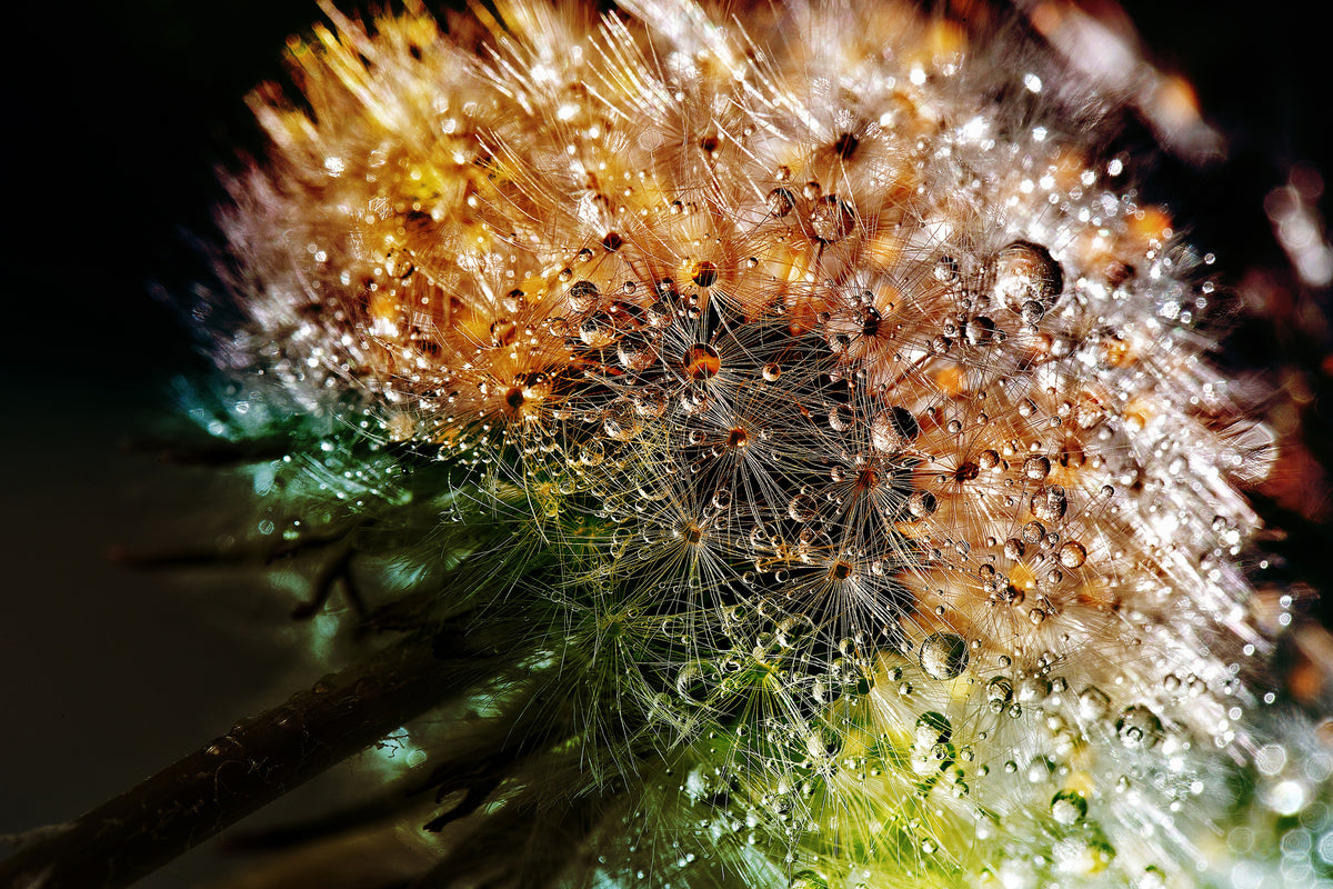 modern-3-piece-acrylic-print-dandelion-in-the-morning-dew
