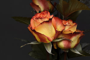 acrylic-print-roses-of-the-romance