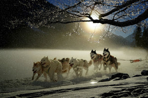 framedposter-print-huskies