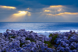 acrylic-print-lavender-and-sea