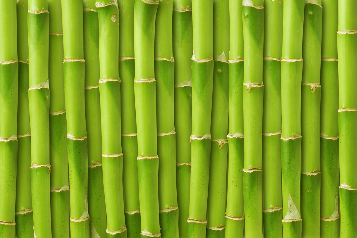 canvas-print-bamboo-wall