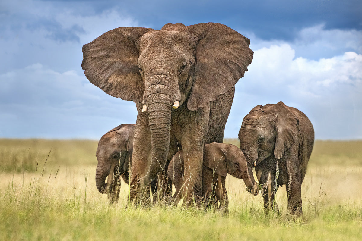 canvas-print-elephant-mom-protecting-her-calves-x