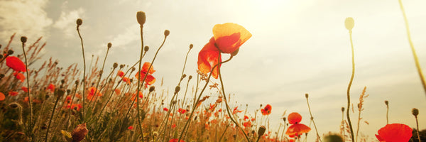 panoramic-aluminium-print-the-poppy-field-at-sunrise-panorama