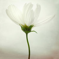 9-piece-aluminium-print-white-cosmos