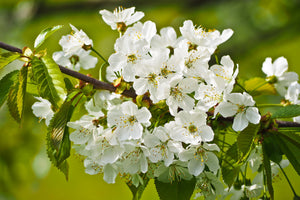 poster-print-white-flowers-in-xl