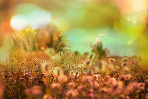 poster-print-flower-meadow-at-twilight