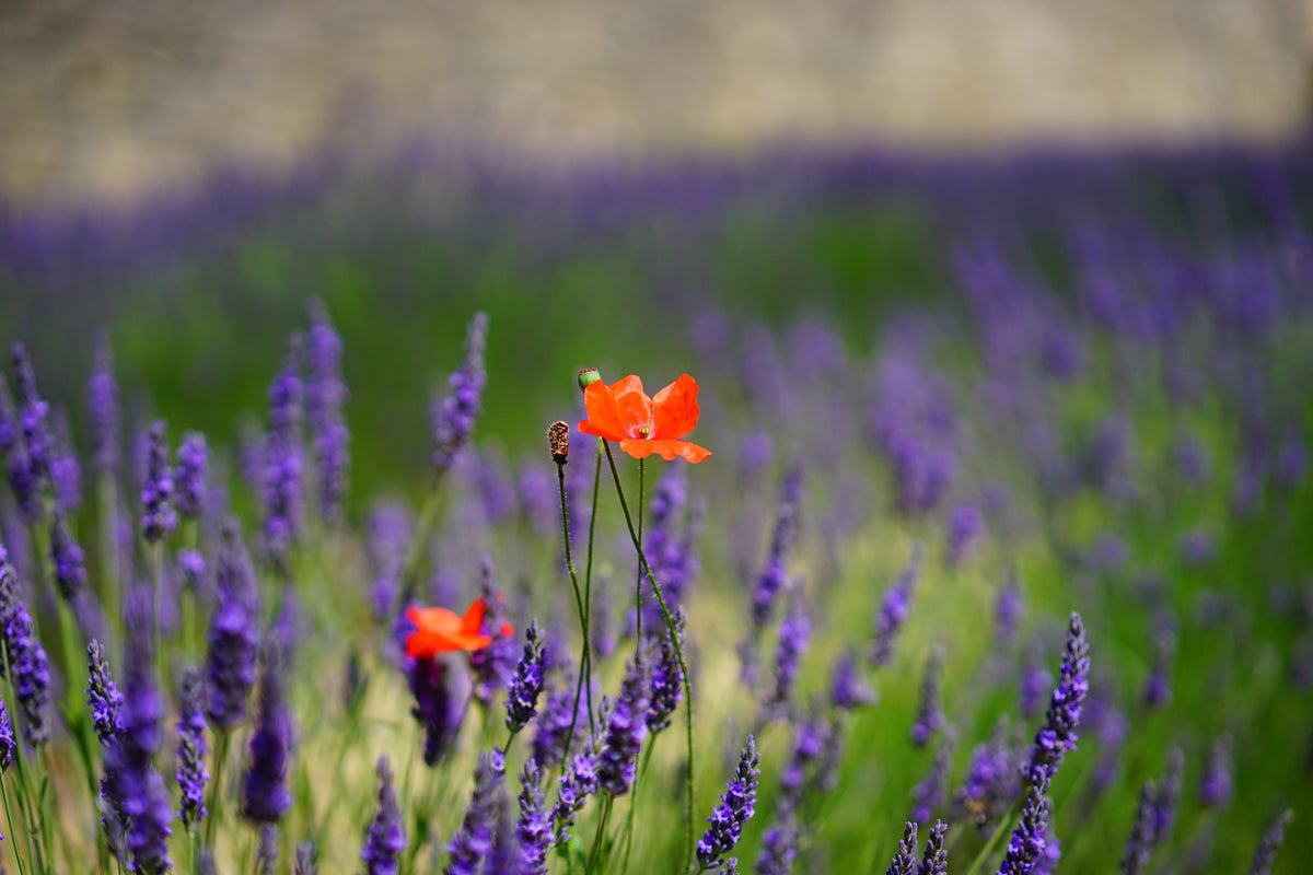 framedposter-print-poppy-in-the-lavender