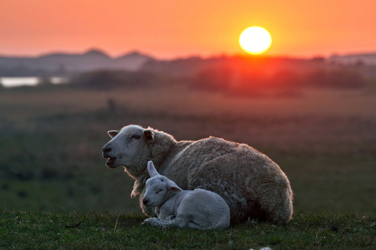 framedcanvas-print-sleep-well-sheep-x