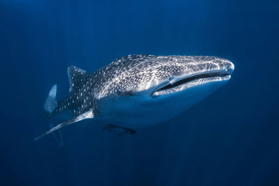 poster-print-whale-shark