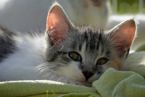 canvas-print-in-love-with-kitten