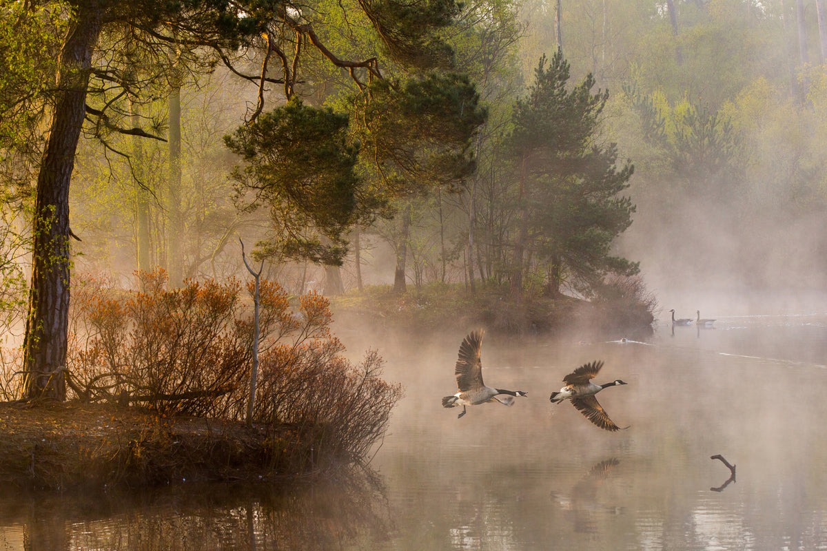 3-piece-canvas-print-goose-fight